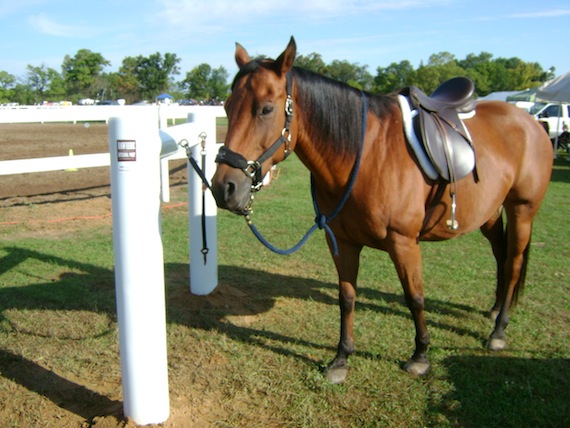 Dusty at the hitching post